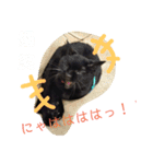クロちゃま3（個別スタンプ：4）