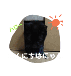 クロちゃま3（個別スタンプ：5）