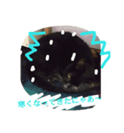 クロちゃま3（個別スタンプ：7）