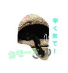 クロちゃま3（個別スタンプ：8）