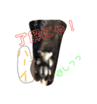 クロちゃま3（個別スタンプ：10）