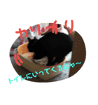 クロちゃま3（個別スタンプ：15）