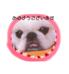 ペキニーズはお（個別スタンプ：1）