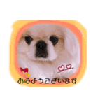 ペキニーズはお（個別スタンプ：2）