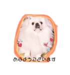 ペキニーズはお（個別スタンプ：3）