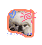 ペキニーズはお（個別スタンプ：4）