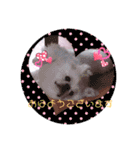 ペキニーズはお（個別スタンプ：5）