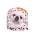 ペキニーズはお（個別スタンプ：6）
