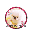ペキニーズはお（個別スタンプ：8）