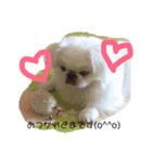 ペキニーズはお（個別スタンプ：10）