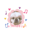 ペキニーズはお（個別スタンプ：11）