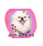 ペキニーズはお（個別スタンプ：12）