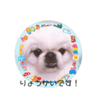 ペキニーズはお（個別スタンプ：14）
