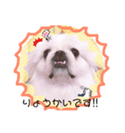 ペキニーズはお（個別スタンプ：15）