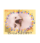 ペキニーズはお（個別スタンプ：16）