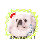 ペキニーズはお（個別スタンプ：19）