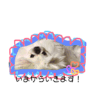 ペキニーズはお（個別スタンプ：21）