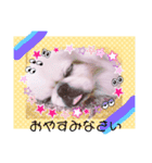 ペキニーズはお（個別スタンプ：23）