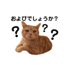 我が家の猫と犬♡（個別スタンプ：1）