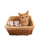 我が家の猫と犬♡（個別スタンプ：4）