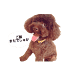 我が家の猫と犬♡（個別スタンプ：5）