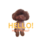 我が家の猫と犬♡（個別スタンプ：7）