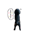 トイプー・ココちゃんスタンプ（個別スタンプ：7）