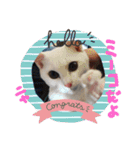 かわいいミーコちゃん2（個別スタンプ：1）