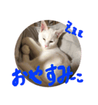 かわいいミーコちゃん2（個別スタンプ：3）