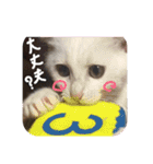 かわいいミーコちゃん2（個別スタンプ：7）