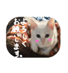 かわいいミーコちゃん2（個別スタンプ：11）
