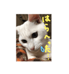 かわいいミーコちゃん2（個別スタンプ：16）