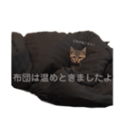 キジトラのレムちゃん（個別スタンプ：10）