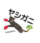 キジトラのレムちゃん（個別スタンプ：15）