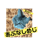 キジトラのレムちゃん（個別スタンプ：16）
