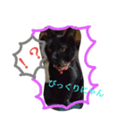 クロちゃま4（個別スタンプ：4）