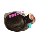 クロちゃま4（個別スタンプ：6）