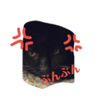 クロちゃま4（個別スタンプ：9）
