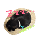 クロちゃま4（個別スタンプ：12）