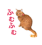オレ福丸（若頭）（個別スタンプ：10）
