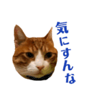 オレ福丸（若頭）（個別スタンプ：18）