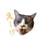 オレ福丸（若頭）（個別スタンプ：19）