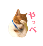 オレ福丸（若頭）（個別スタンプ：22）