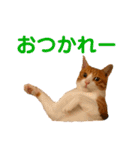 オレ福丸（若頭）（個別スタンプ：23）