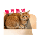 オレ福丸（若頭）（個別スタンプ：24）