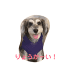 シュナうじゃ〜(*´꒳`*)（個別スタンプ：1）