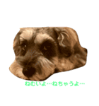 シュナうじゃ〜(*´꒳`*)（個別スタンプ：2）