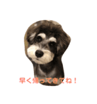 シュナうじゃ〜(*´꒳`*)（個別スタンプ：3）