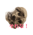 シュナうじゃ〜(*´꒳`*)（個別スタンプ：5）