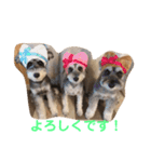 シュナうじゃ〜(*´꒳`*)（個別スタンプ：7）